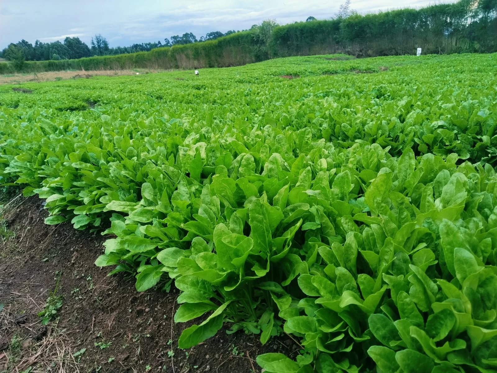 Sugar beet crop growing in rows in Nyandarua